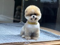 Pomeranian Boo Mini Erkek Yavrumuz