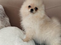27. 01.2025 doğumlu dişi pomeranian boo ALANYA
