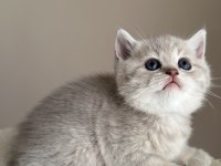 3 aylık erkek british shorthair
