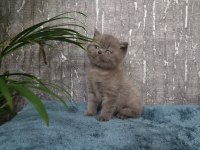 Show Class Blue Yakışıklı British Shorthair