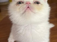 EXOTIC SHORTHAIR ERKEK 
