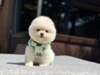 Karbeyaz Pomeranian Boo
