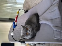 British shorthair kedimiz mochi