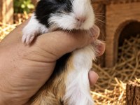 Safkan coronet ginepig bebekler