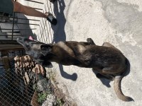 SON DİŞİ BELÇİKA KURDU NARKOZ