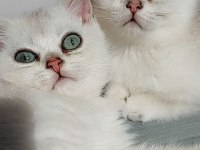 British shorthair 2 aylık dişi yavrular