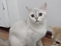 Ücretsiz sahiplendirme british shorthair