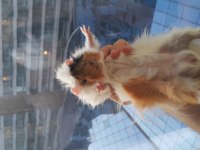 5 aylık cesur guinea pig pixar