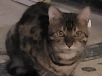 Bengal saf kan orijinal