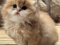 Saf Kan Şecereli (Wcf) Golden British Longhair Yavrular