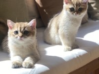 British Shorthair Golden