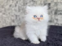 British longhair disi