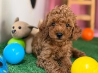 Minik Poodle Patim