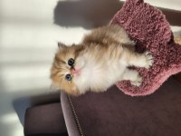 Safkan Golden British Longhair Yavrular