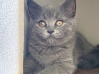 3 aylık british shorthair
