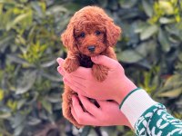 Toy poodle köpekler