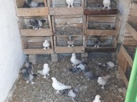 VARSA GÜZELİ GÜVERCİNLER