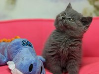 Efsane güzellikte british shorthair prenses