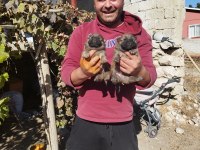 Rezerveye açık chow chow çin aslanı yavrularımız