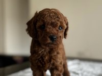 EV ORTAMINDA DOĞUP BÜYÜTÜLMÜŞ TOY POODLE