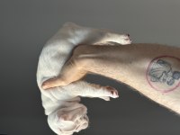 İzmir french bulldog köpekler