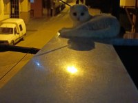Sevecen scottish fold yavrumuz