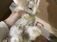 Safkan hollanda lop tavşanlar