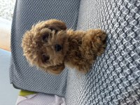 Tea cup ponçik poodle