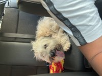 2 Yaşında terrier bej ücretsiz sahiplendirilecektir