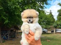 Yavru Pomeranian Boolarımız