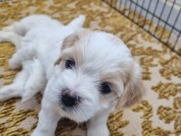 Bebek yüz Maltese