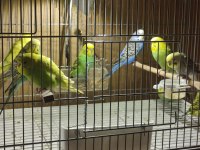 10 Yavru Muhabbet Kuşu Ve 3 Takım Eş Toptan