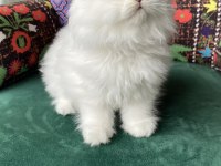2 Aylık Biblo Gibi Yavru British Longhair