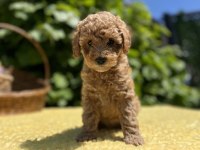 Harika Güzellikte Toy Poodle Yavrumuz