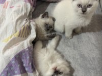2 AYLIK BRİTİSH BLUEPOİNT SHORTHAİR YAVRULAR