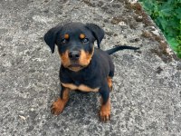 Rottweiler Erkek