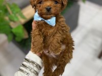 Pofuduk köpeğimiz