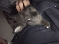 Siyah yavru cüce tavşan