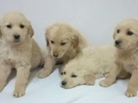 Golden retriever bebekler hazır