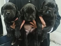 Cane corso yavrular