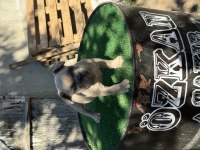 Mükemmel anatomi ırk sağlık garantili french bulldog