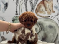 Toy poodle köpekleri