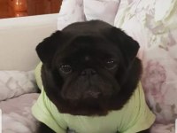 Black pug mops