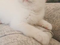 Exotic shorthair 2 aylık dişi