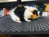 Guinea Pig Ler