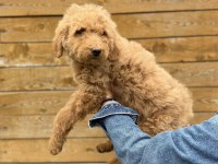 Dev Poodle Yavrularımız Yeni Ailelerini Bekliyor
