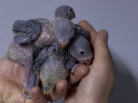 El Besleme Bebek Pakistan Papağanı