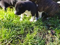 Basenji Cins Yavru Köpekler Özel Irk Türkiyede Yoktur