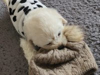 2 aylık maltipoo 0 boy