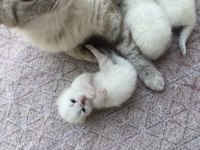 Siberian 3 erkek 2 dişi yavru kedimiz